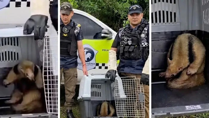 695fa8358f30e_700_394!