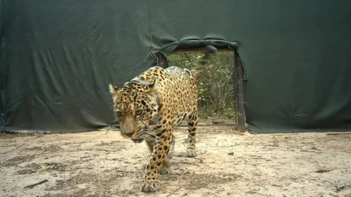 6911cf554efaf_700_394!