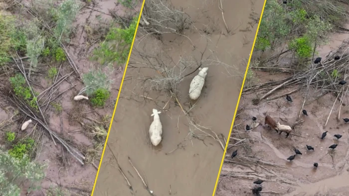 69c1a86e6c997_700_394!