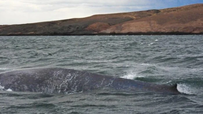 6990f56544ba9_700_394!