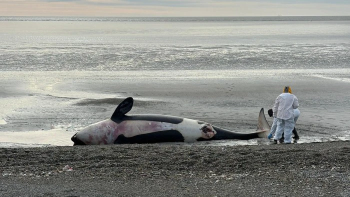 68f383ad6ad07_700_394!